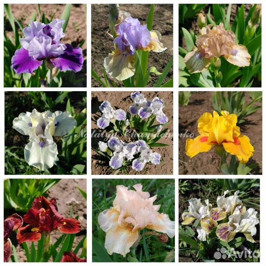 Ирисы карликовые