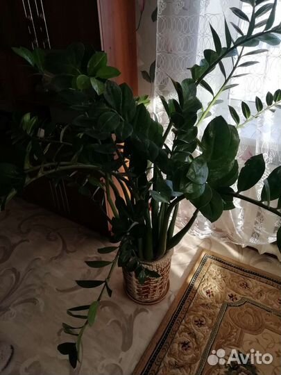 Замиокулькас