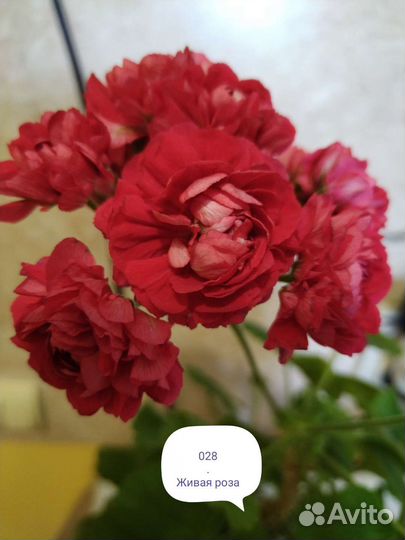 Герань пеларгония розебудная