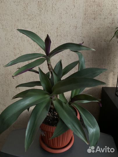 Традесканция Рео