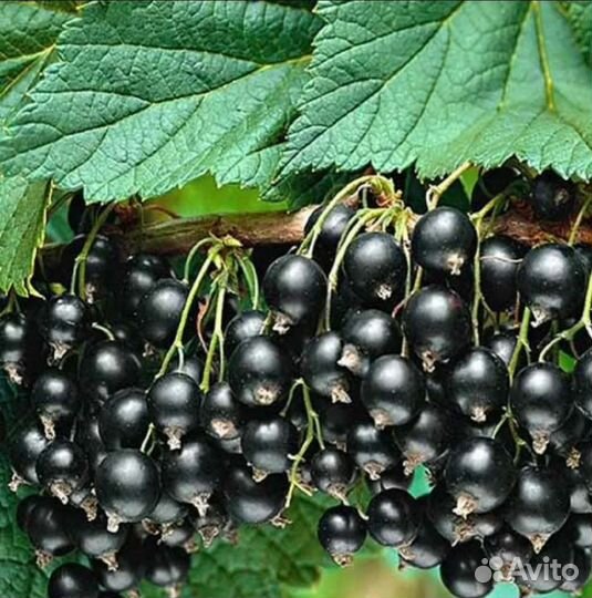 Саженцы смородины черная