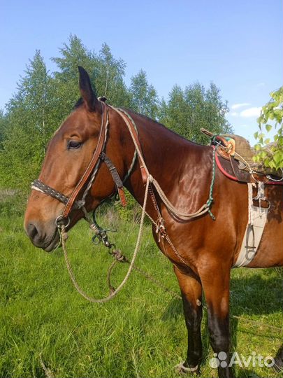 Лошадка в комплект седло