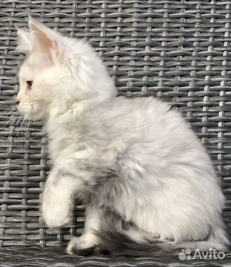 Котята мейн-кун