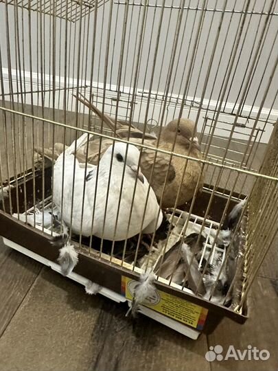 Продажа голубей