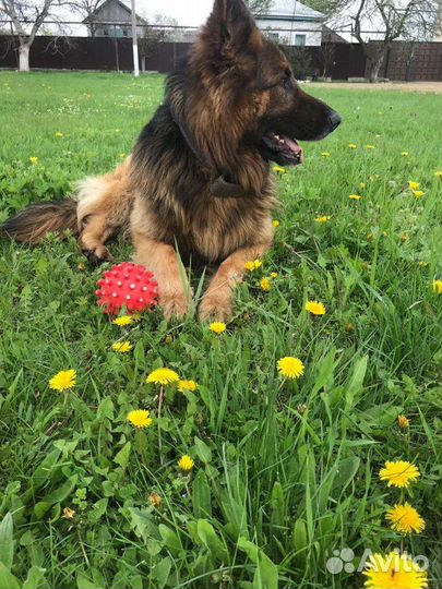 Немецкая овчарка, кобель на вязку