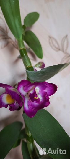 Орхидеи продажа Иркутская область