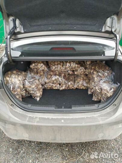 Шишки сосновые