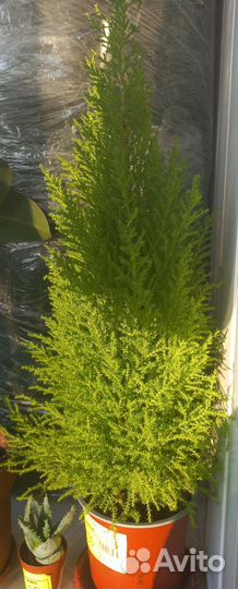 Комнатные растения