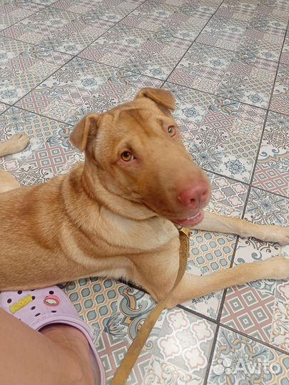 Шарпей собака