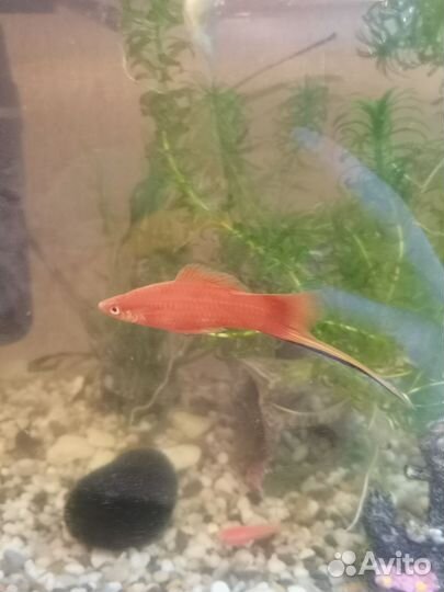 Самец меченосец, улитки Покемоны