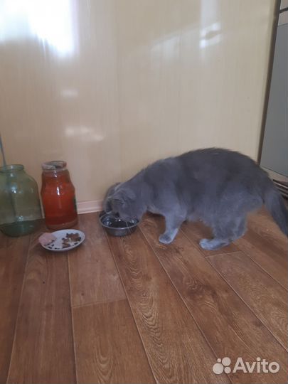 Котёночек мальчик