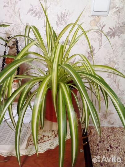 Хлорофитум хохлатый