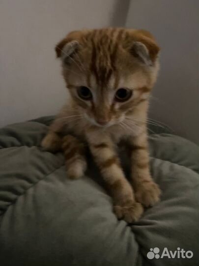 Котенок в добрые руки