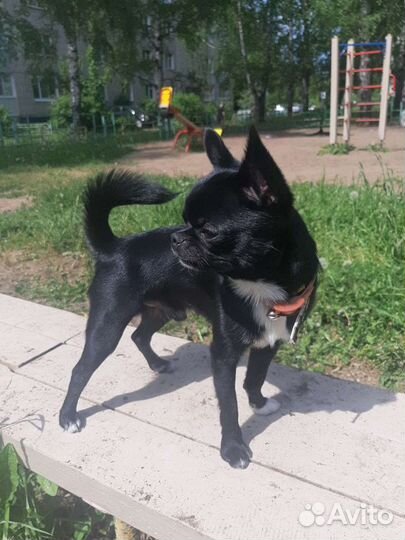 Собака. Вязка