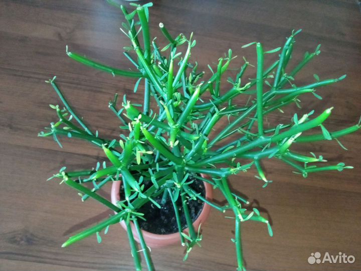 Эуфорбия тирукалли (Молочай) карандашное дерево