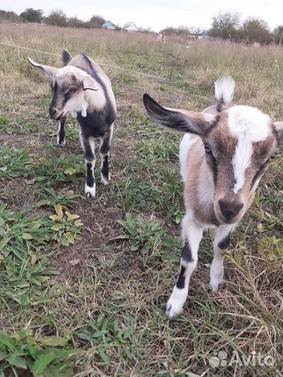 Козочка и козлик