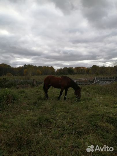 Русский рысак