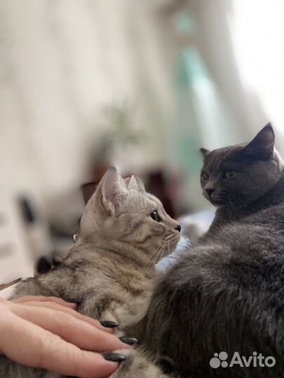 Британские котята