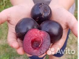 Сливы саженцы зимостойкие 1,8 метра