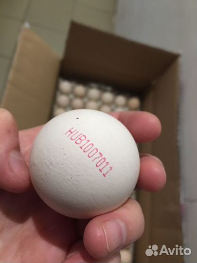 Инкубационное яйцо бройлера Венгрия