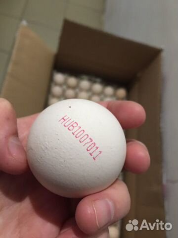 Инкубационное яйцо бройлера Венгрия