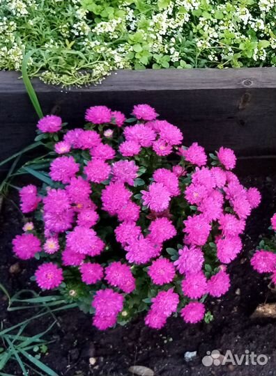 Кустик цветущий астры в горшочке