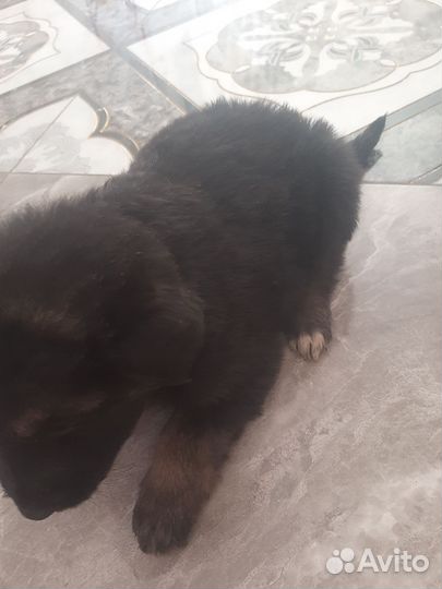 Щенки немецкой овчарки