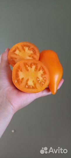 Семена редких коллекционных сортов томатов