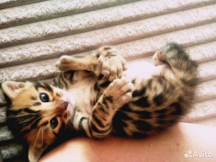 Бенгальский кот вязка