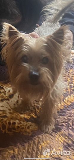 Догситтер/котоняня