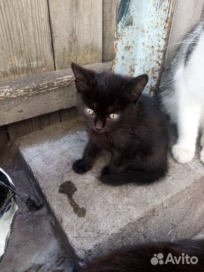 Отдаю котика и кошечку