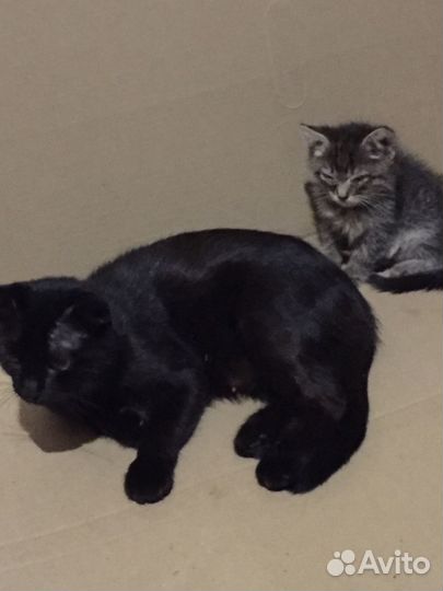 Котёночек - в добрые руки
