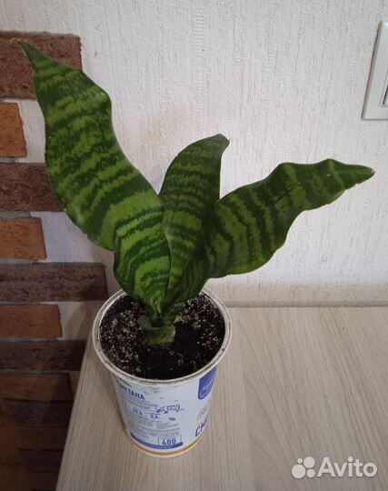 Сансевиерия