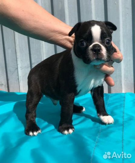 Бостон Терьер