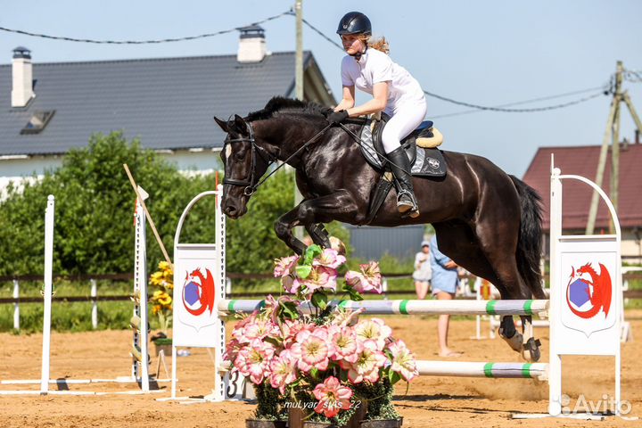 Конь под любителя