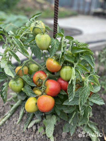 Овощи с куста. Кабачки, помидоры, огурцы