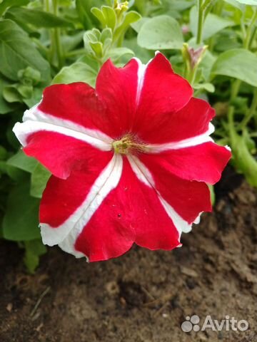 Розы, многолетки, хвойники