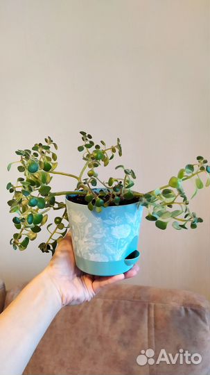 Аихризон (дерево любви)