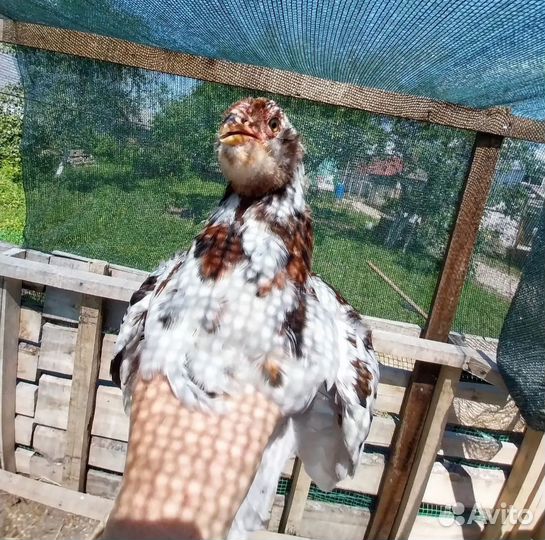 Куры цыплята