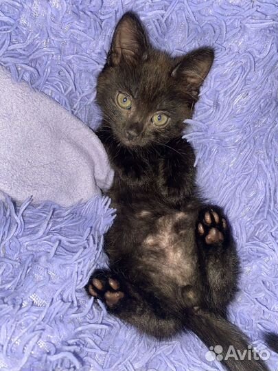 Котики в добрые ручки