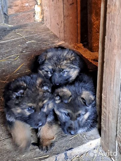 Немецкая овчарка