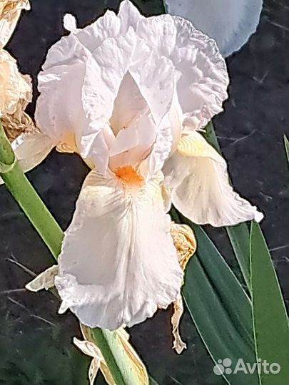 Ирис гибридный махровый