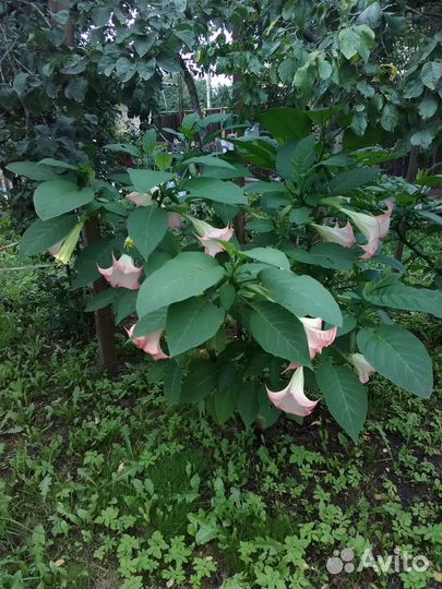 Бругмансия