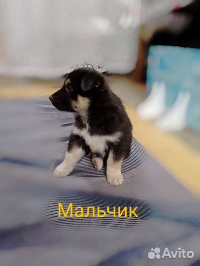 Отдам щенков добрые руки