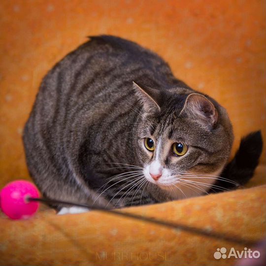 Котик Борька мечтает о семье