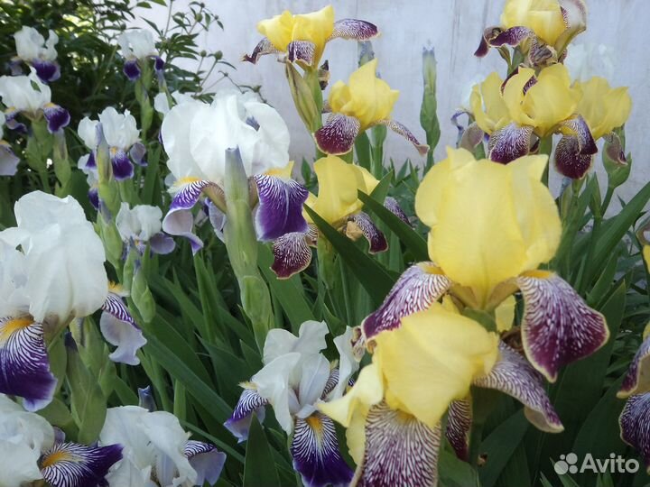 Растения для сада