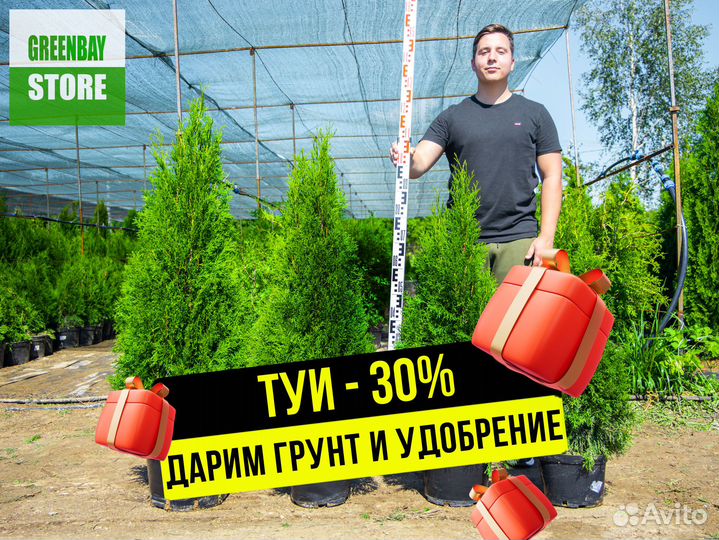 Туя, туи Смарагд, Брабант, Колумна 0,8-3м