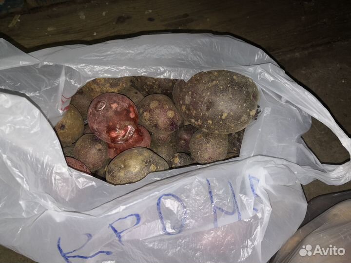 Картофель семенной