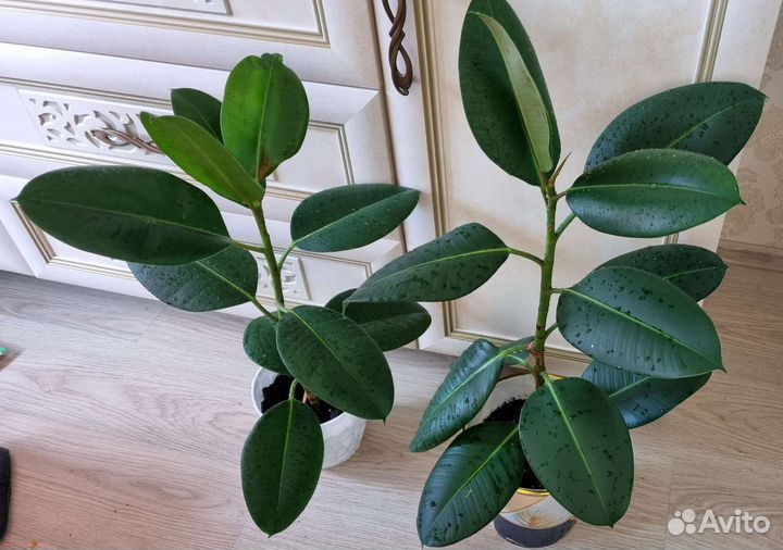 Фикус эластика