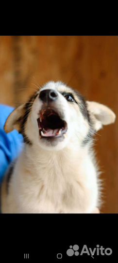 Щенок из приюта ищет семью